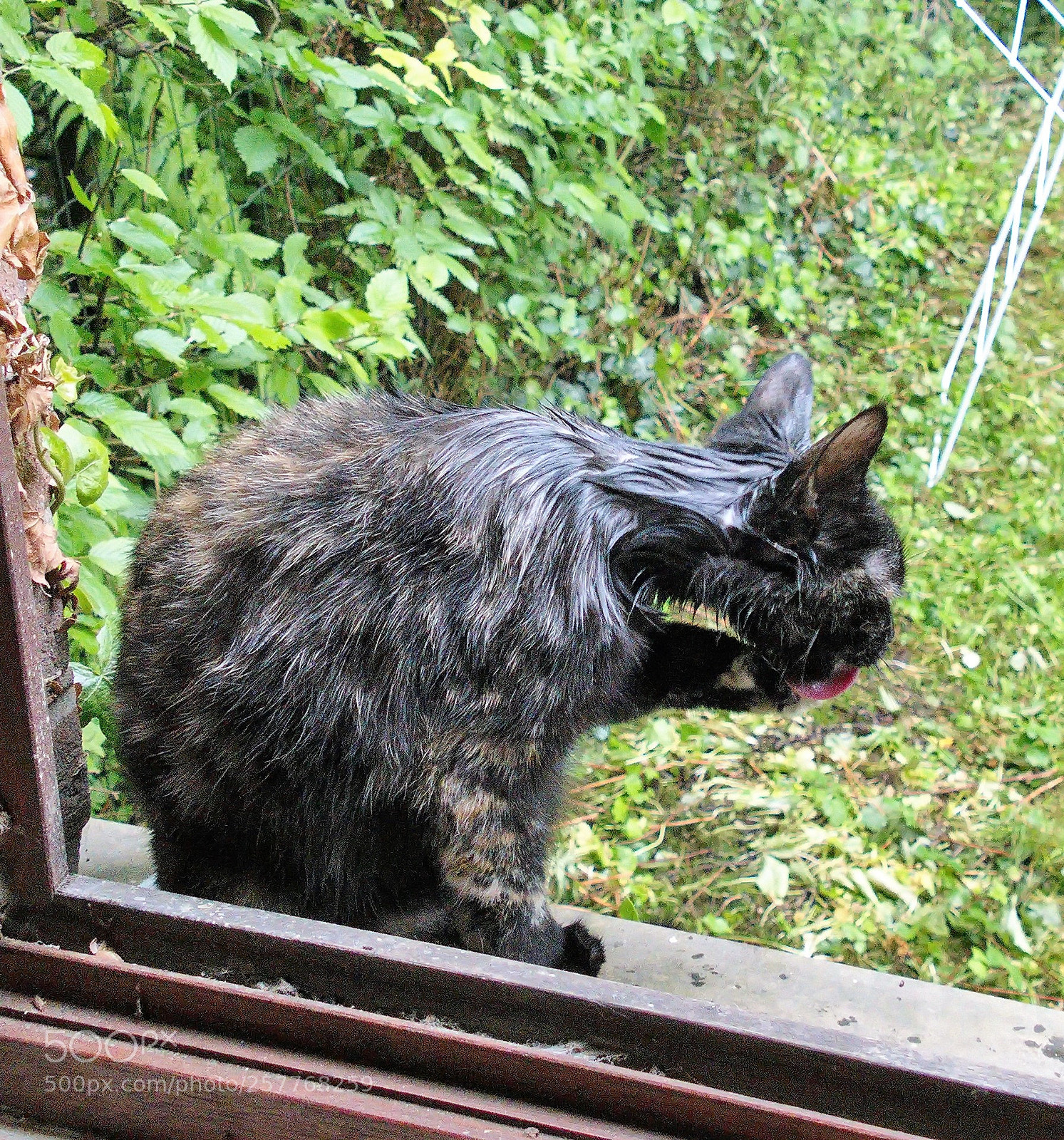Panasonic Lumix DMC-FZ1000 sample photo. Cc () photography