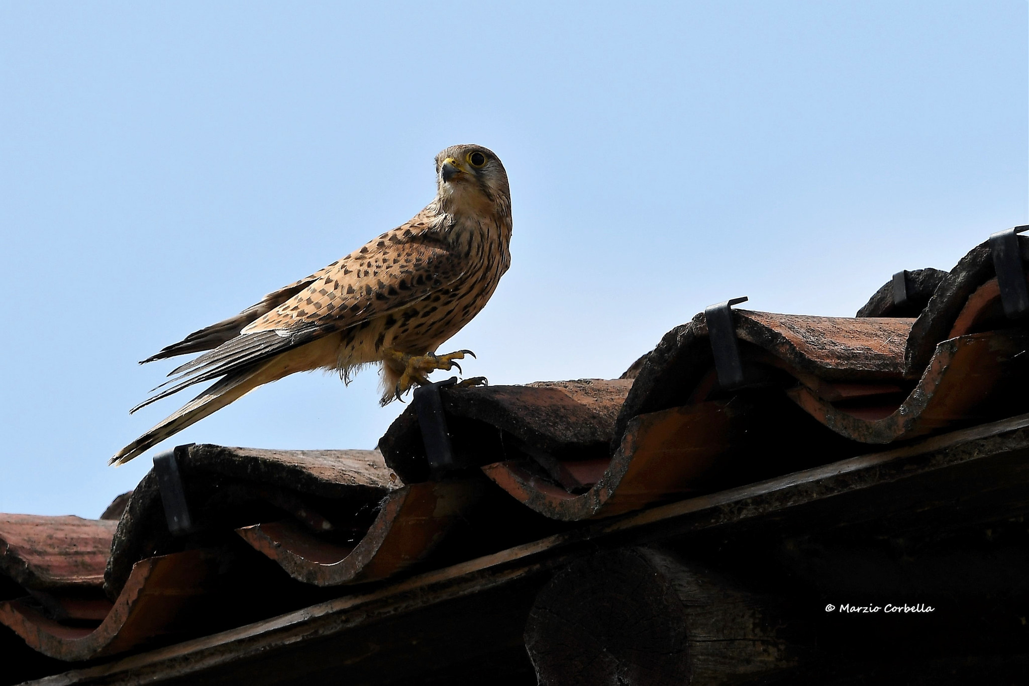 Nikon D500 + Nikon AF-S Nikkor 500mm F4E FL ED VR sample photo. "un pasito pa'lante maría un, dos, tres un pasito photography