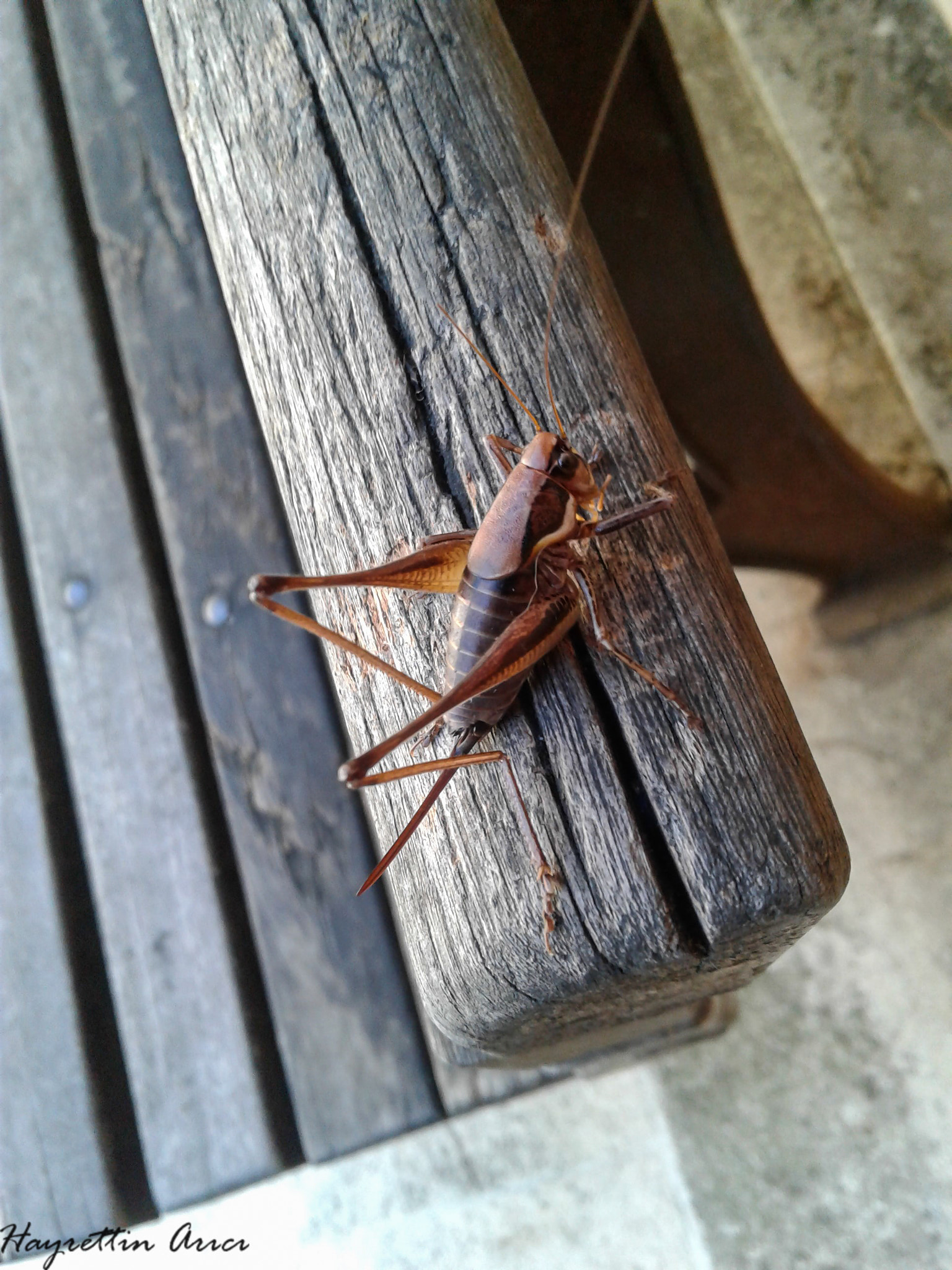 Samsung Galaxy J2 sample photo. Grasshopper / Çekirge photography