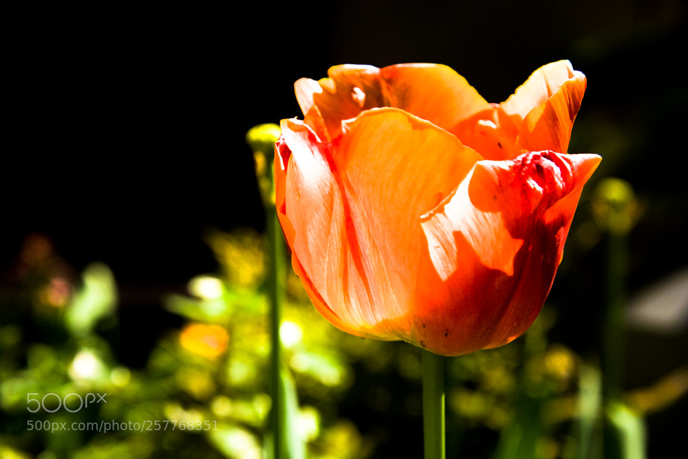 Nikon D750 sample photo. Tulip in sunshine photography