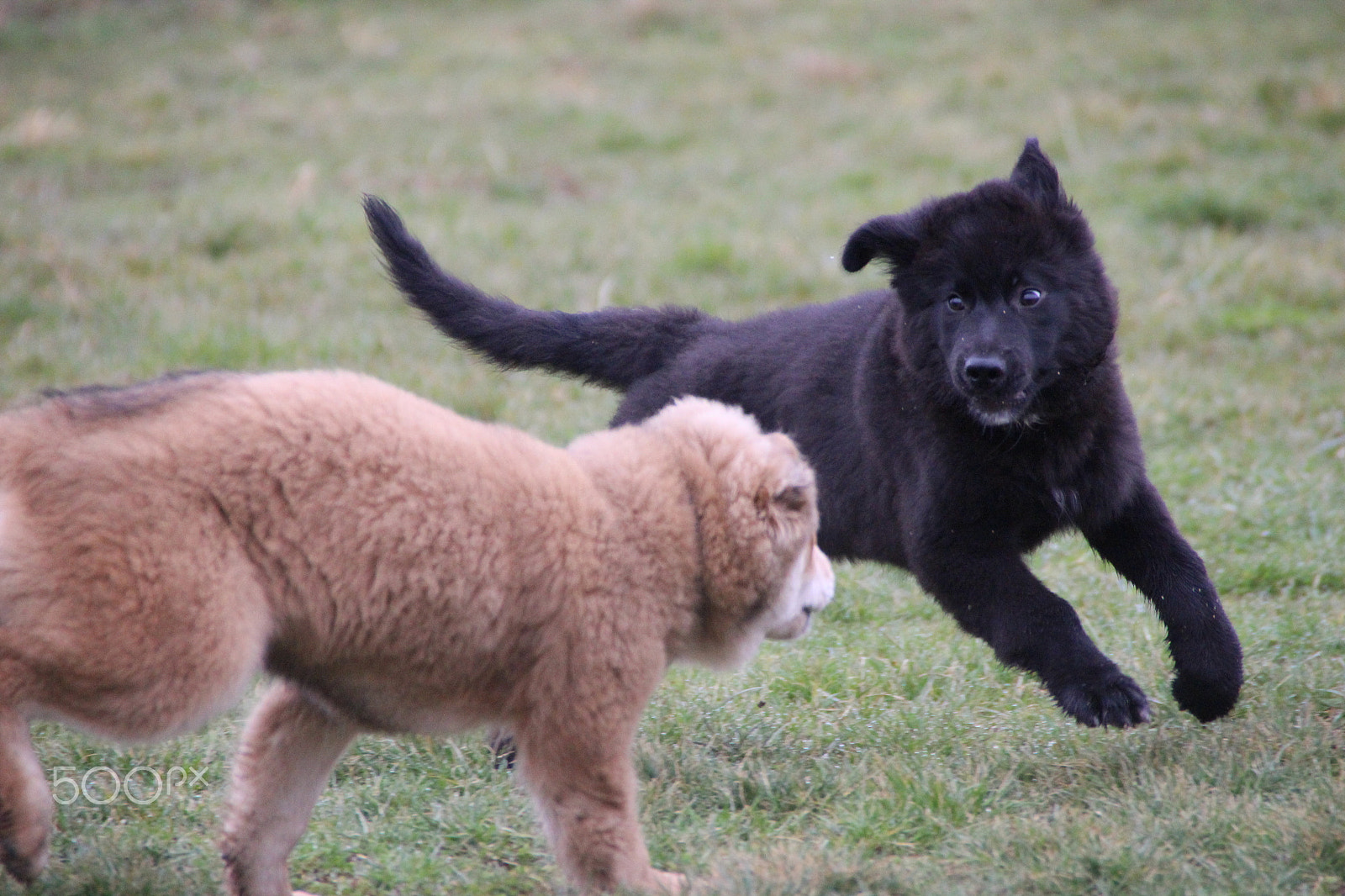 Canon EOS 600D (Rebel EOS T3i / EOS Kiss X5) sample photo. Akira und luna in der welpenschule photography