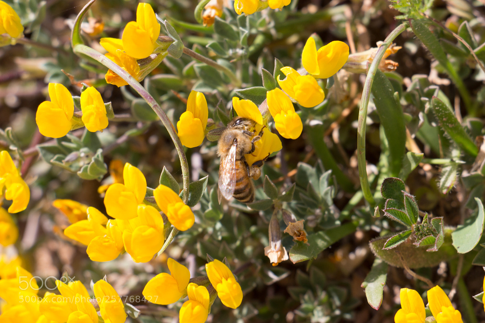 Canon EOS 100D (EOS Rebel SL1 / EOS Kiss X7) sample photo. Good time for bees photography