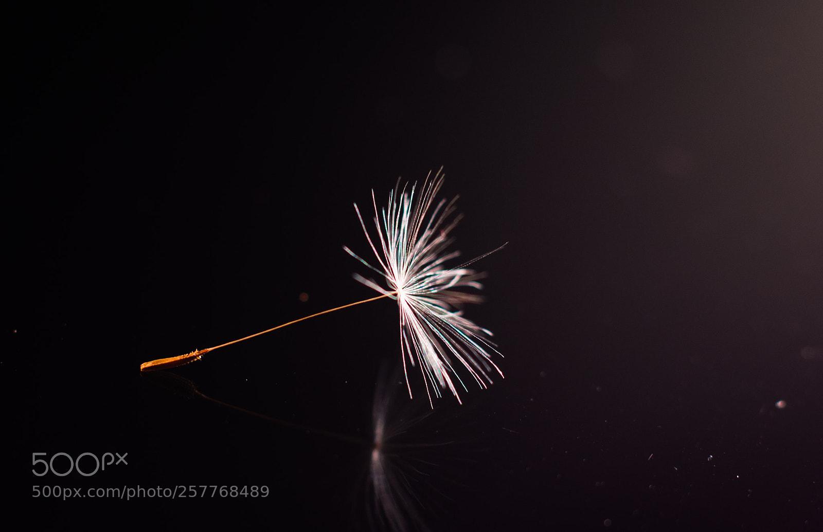 Nikon D7200 sample photo. Dandelion seed photography