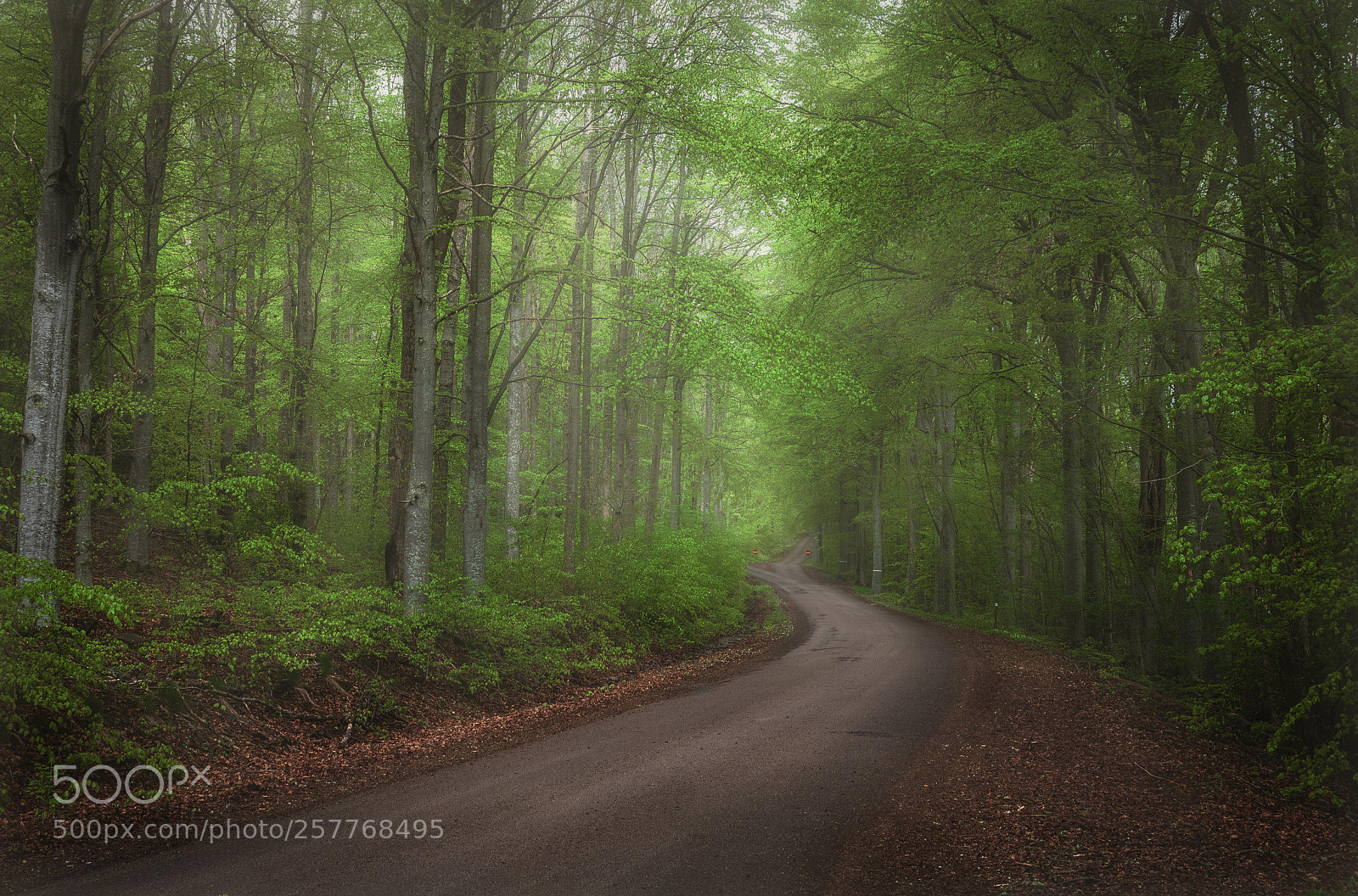 Canon EOS 7D sample photo. Beech woods photography