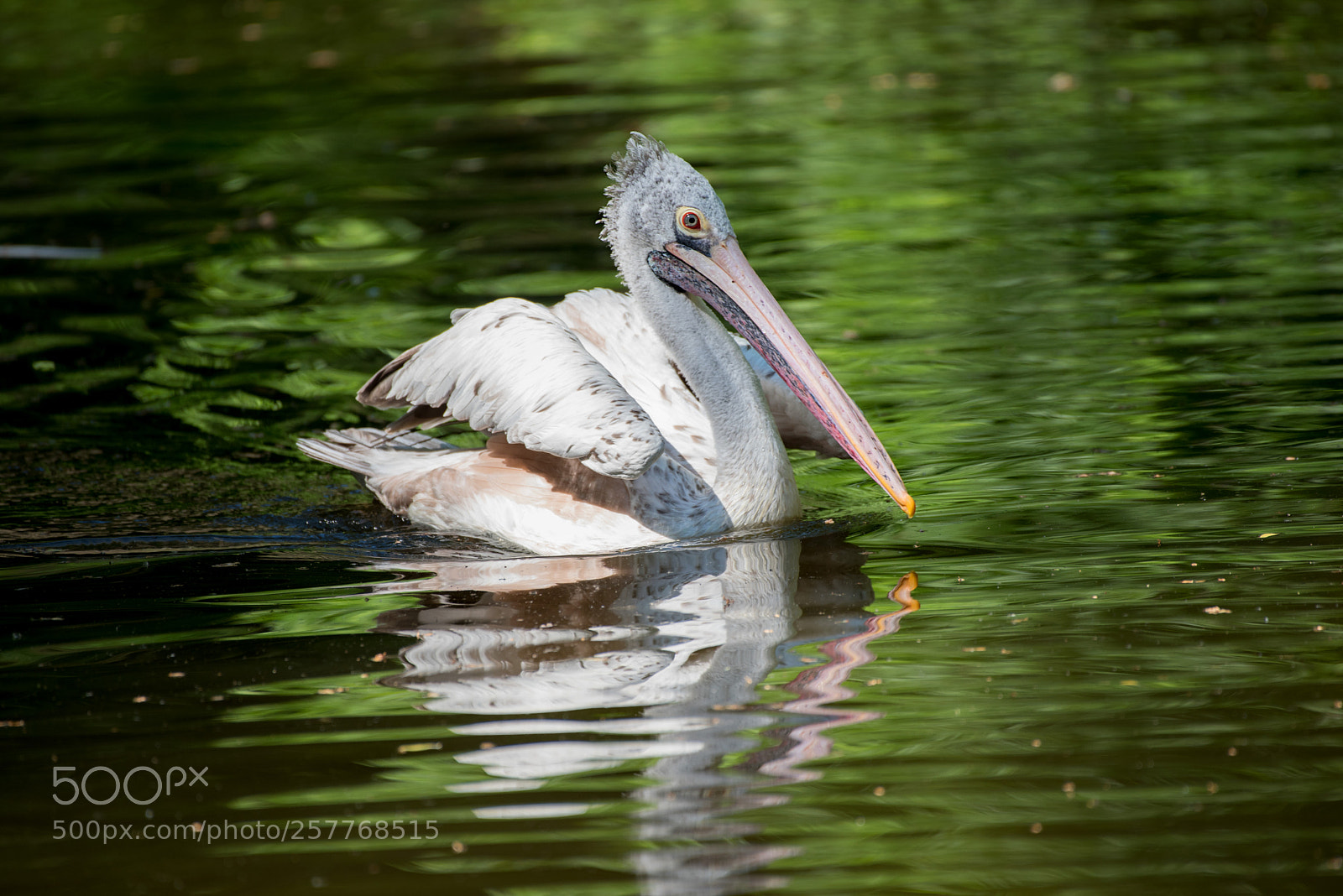 Nikon D750 sample photo. Pelican photography