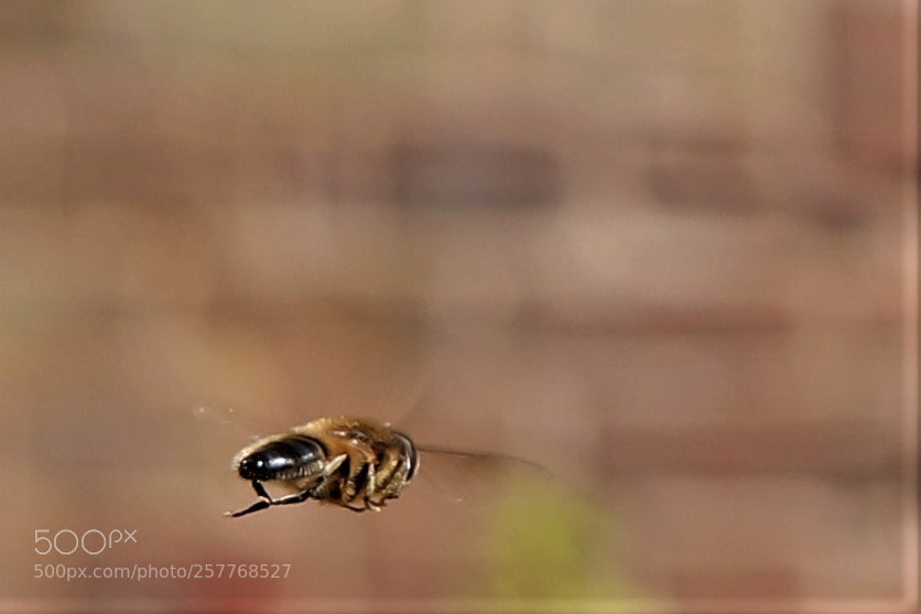 Canon EOS 200D (EOS Rebel SL2 / EOS Kiss X9) sample photo. Hover fly photography