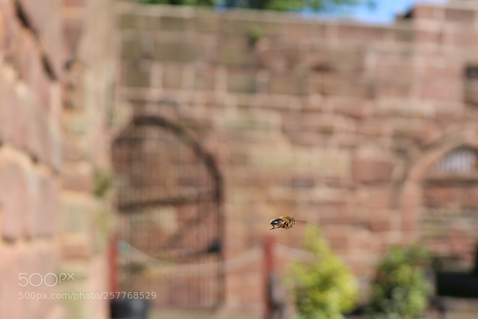 Canon EOS 200D (EOS Rebel SL2 / EOS Kiss X9) sample photo. Hover fly photography