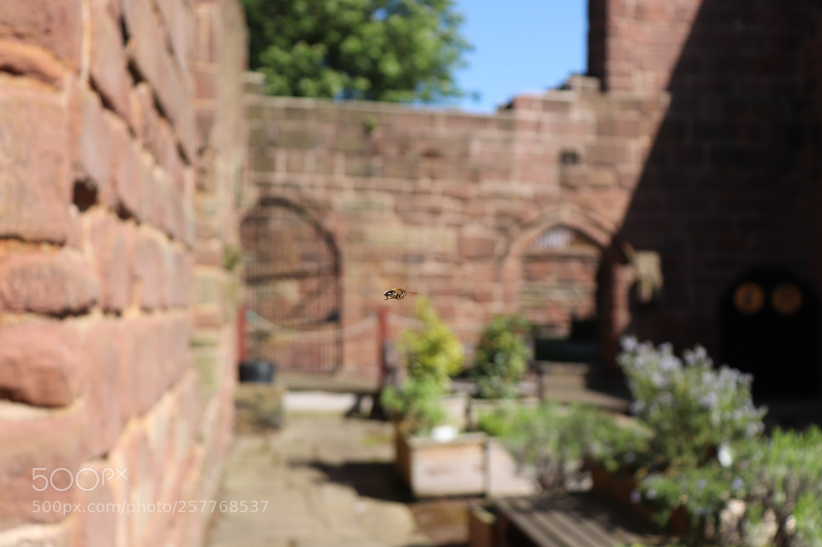 Canon EOS 200D (EOS Rebel SL2 / EOS Kiss X9) sample photo. Original hoverfly photography