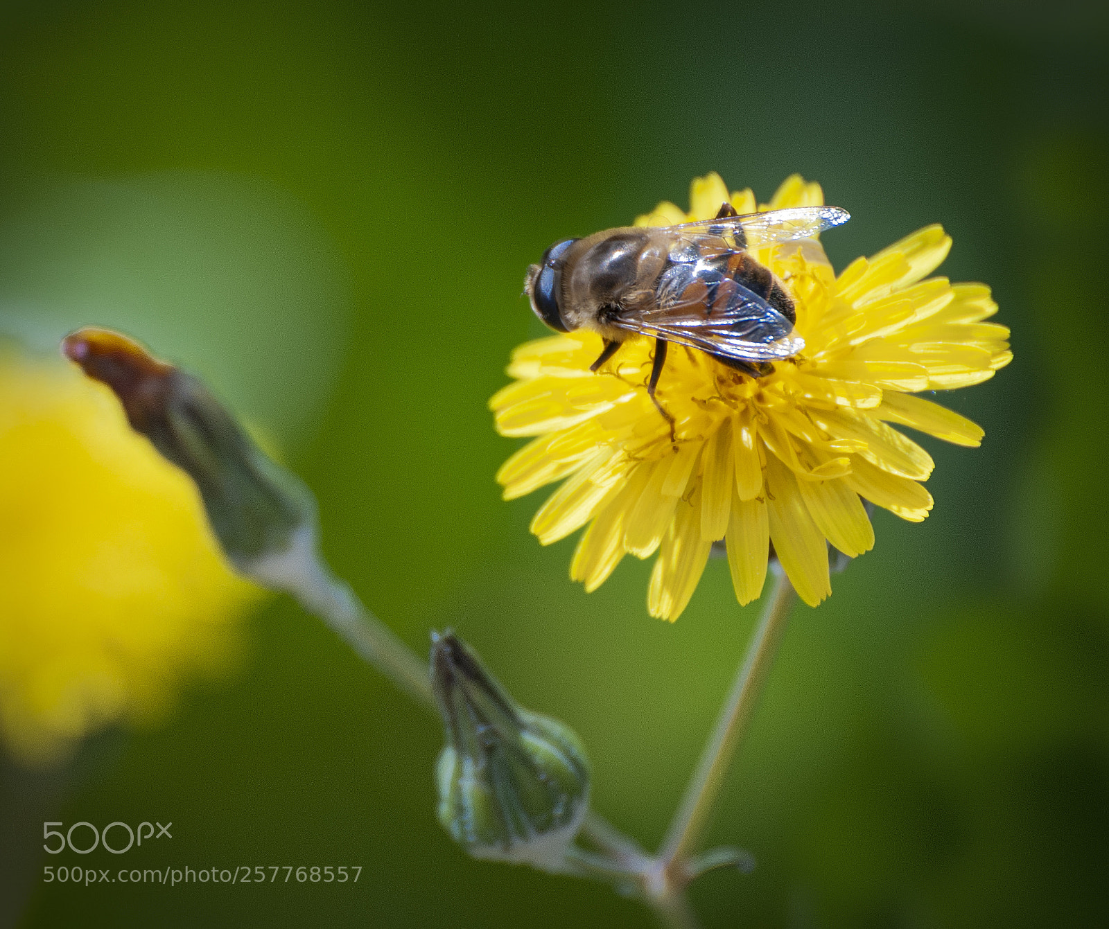 Nikon D300 sample photo. Syrphidae on a flower. photography