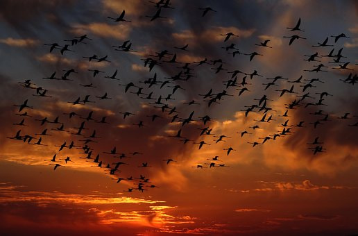 Sony Cyber-shot DSC-HX7V sample photo. Flamingos photography