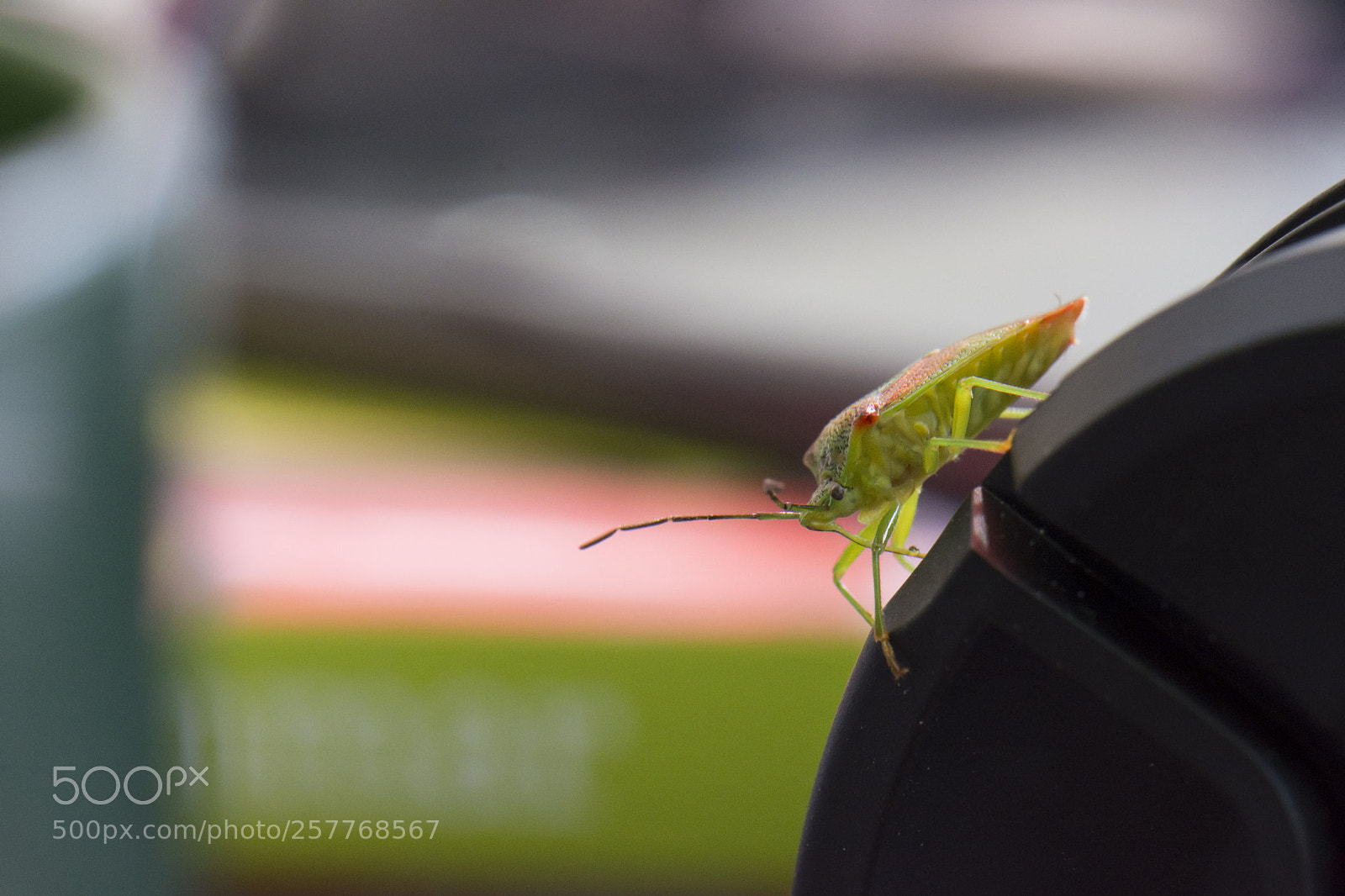 Nikon D7200 sample photo. Shield bug photography