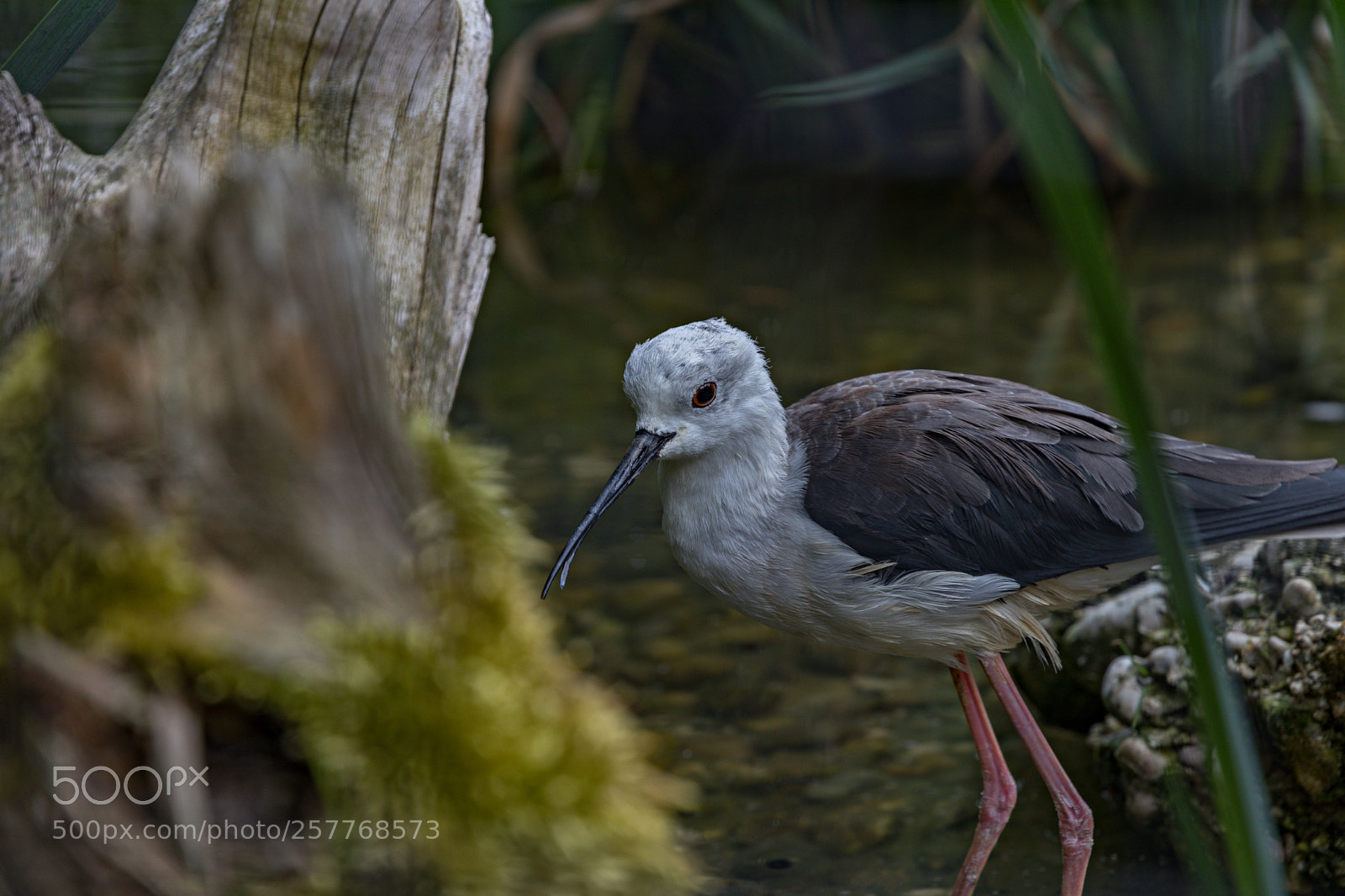 Canon EOS 80D sample photo. Zoo schmiding photography