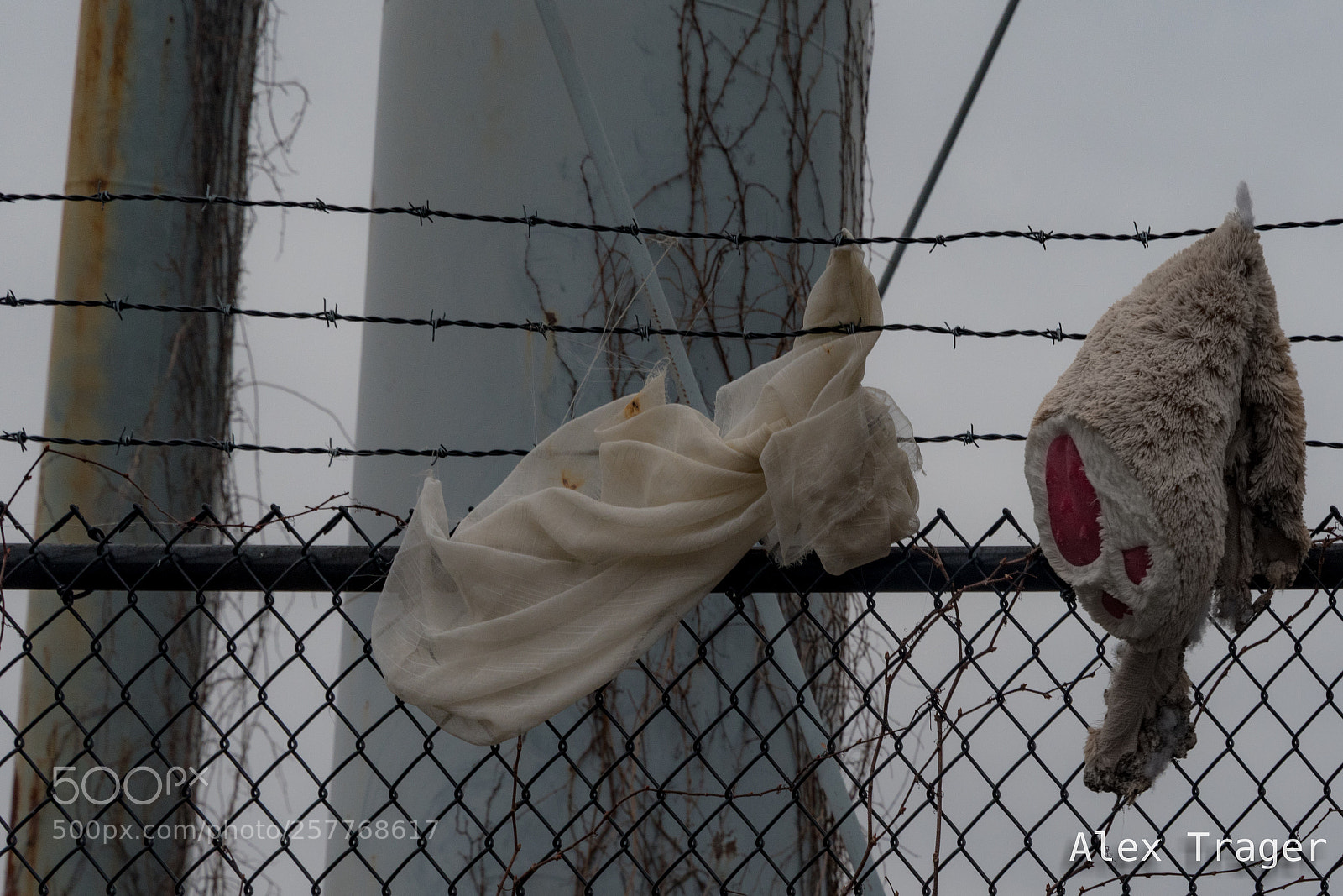 Nikon D500 sample photo. Fence jumper photography