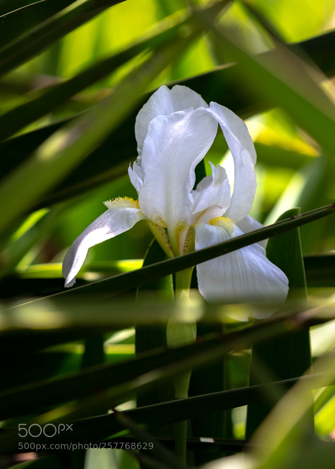 Nikon D500 sample photo. Beauty among thorns photography