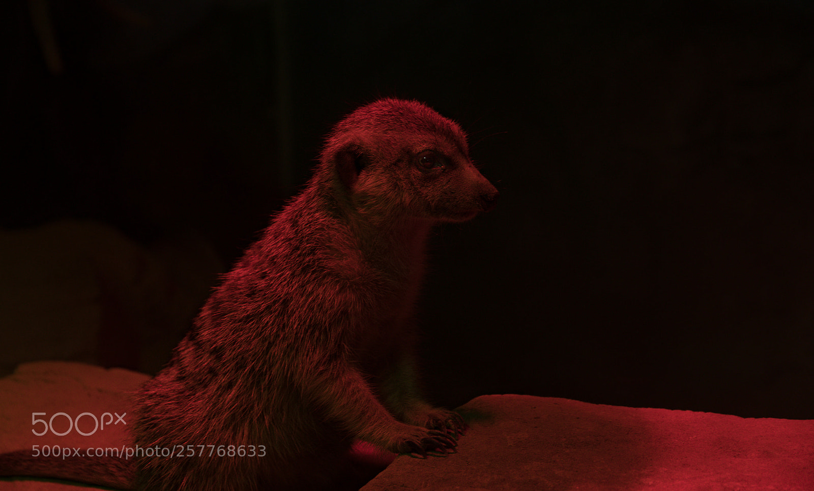 Canon EOS 80D sample photo. Zoo schmiding photography