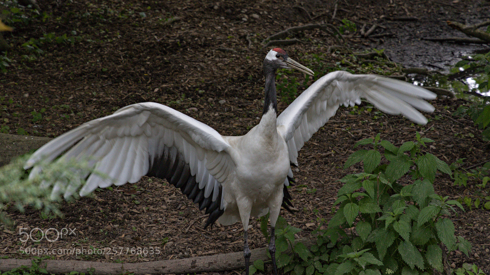 Canon EOS 80D sample photo. Zoo schmiding photography