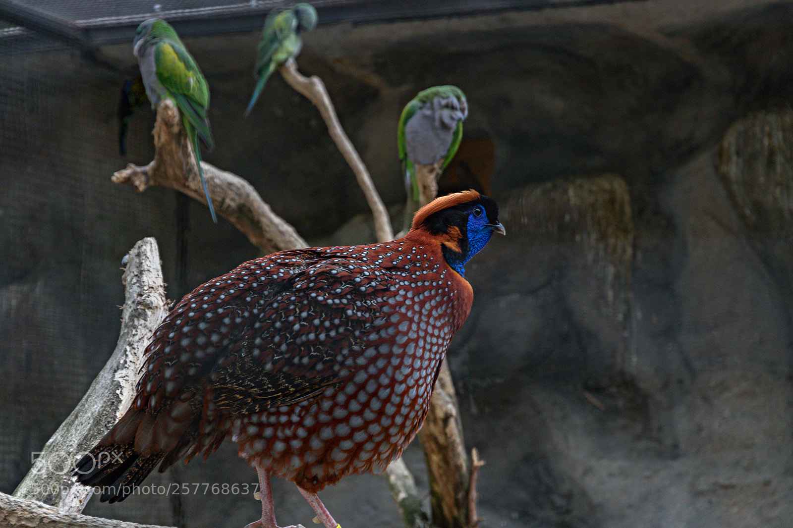 Canon EOS 80D sample photo. Zoo schmiding photography