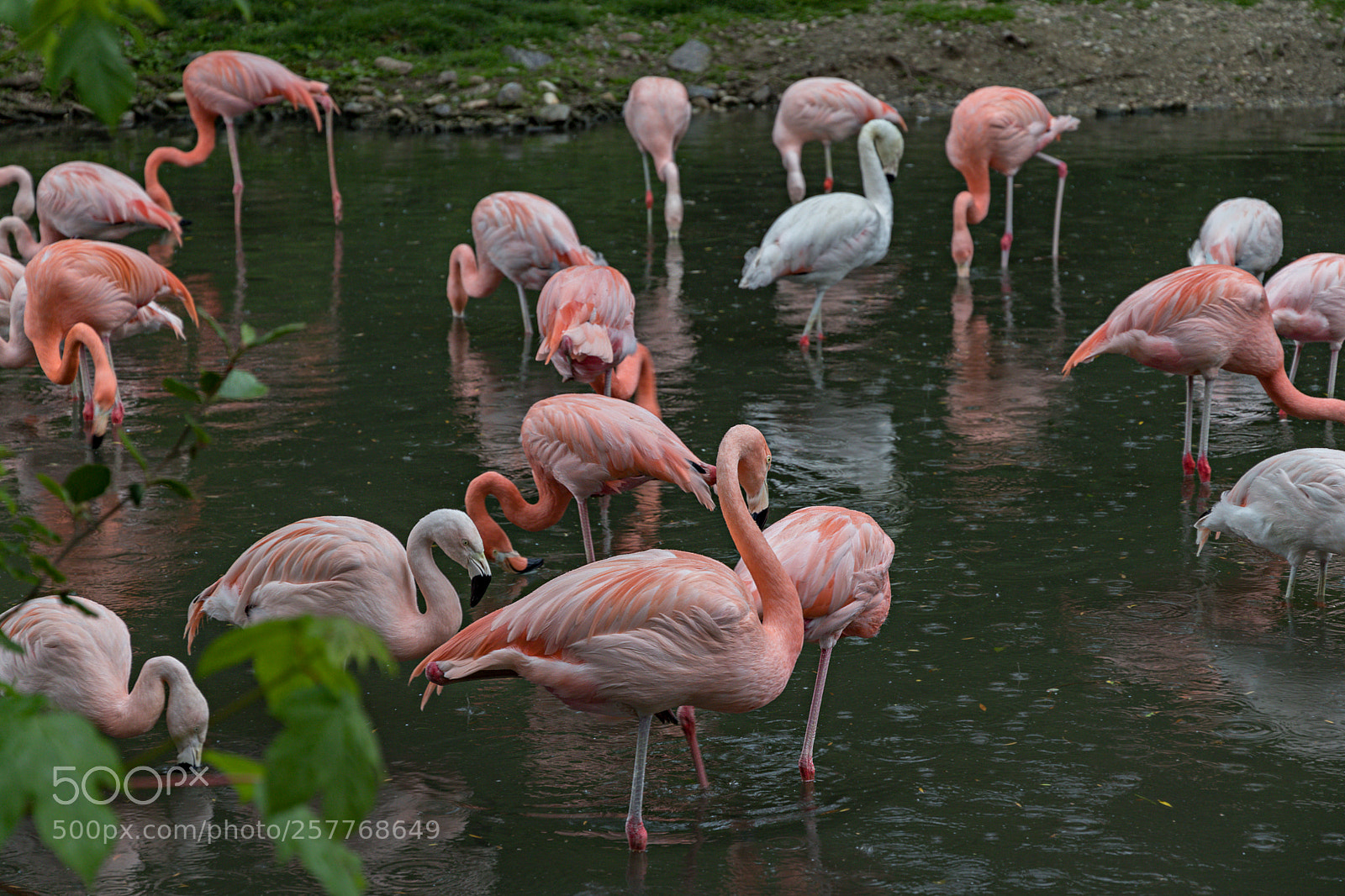 Canon EOS 80D sample photo. Zoo schmiding photography