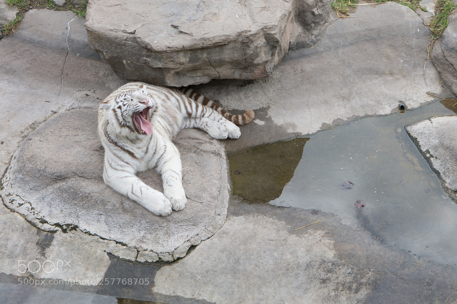 Nikon D7200 sample photo. Temaiken photography