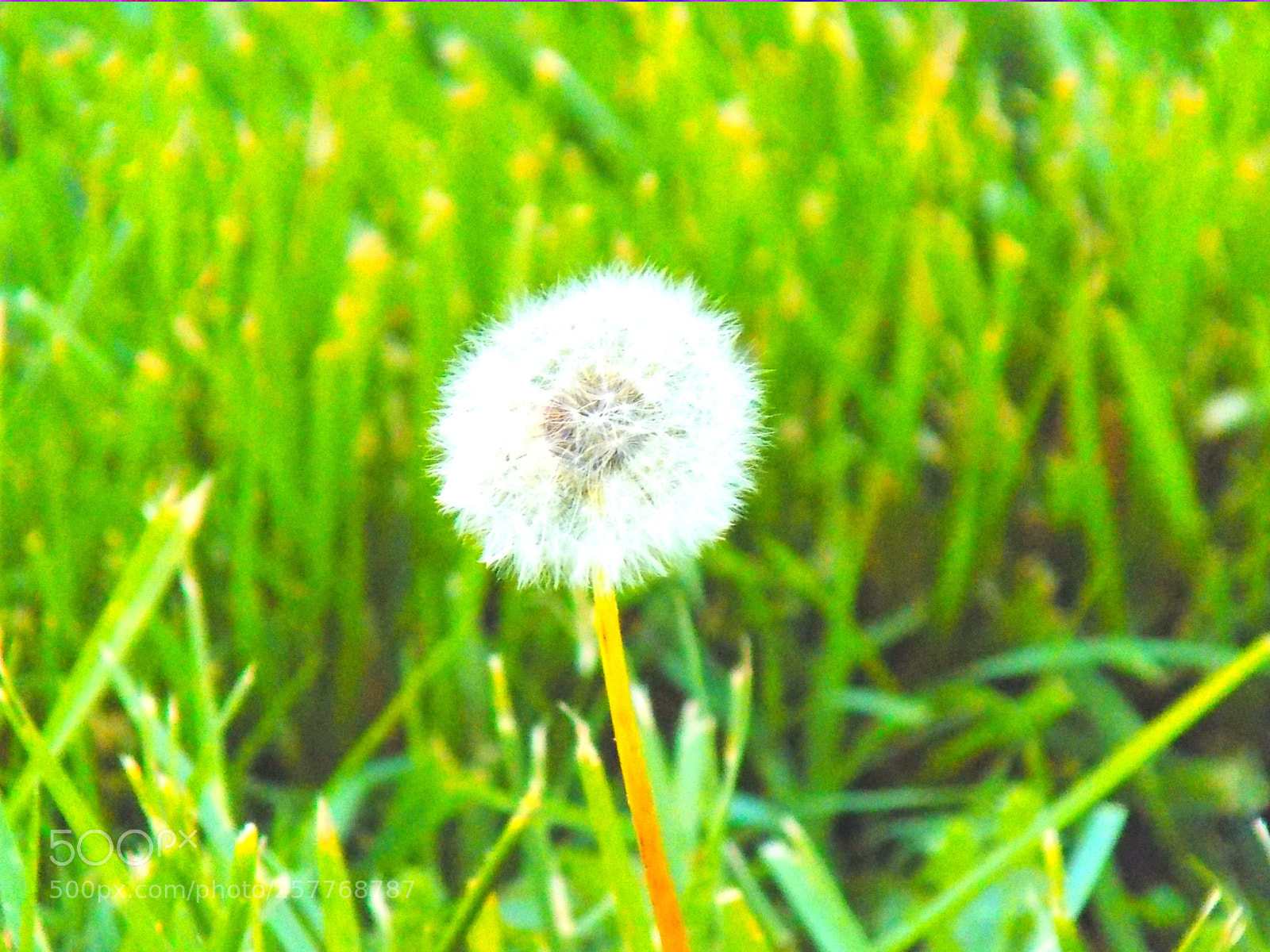 Nikon COOLPIX L330 sample photo. Dandelion photography