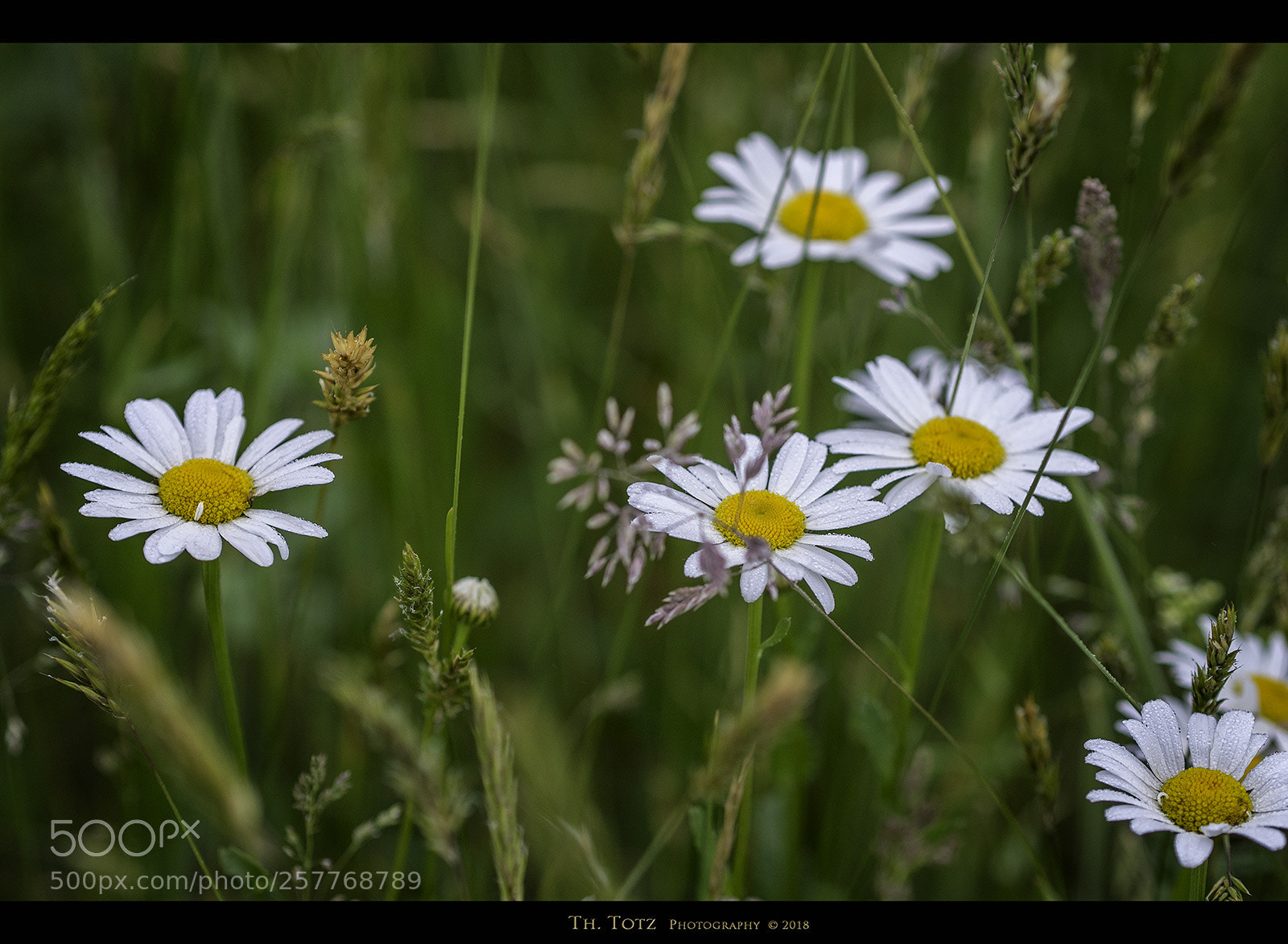 Olympus OM-D E-M5 sample photo. Daisies photography