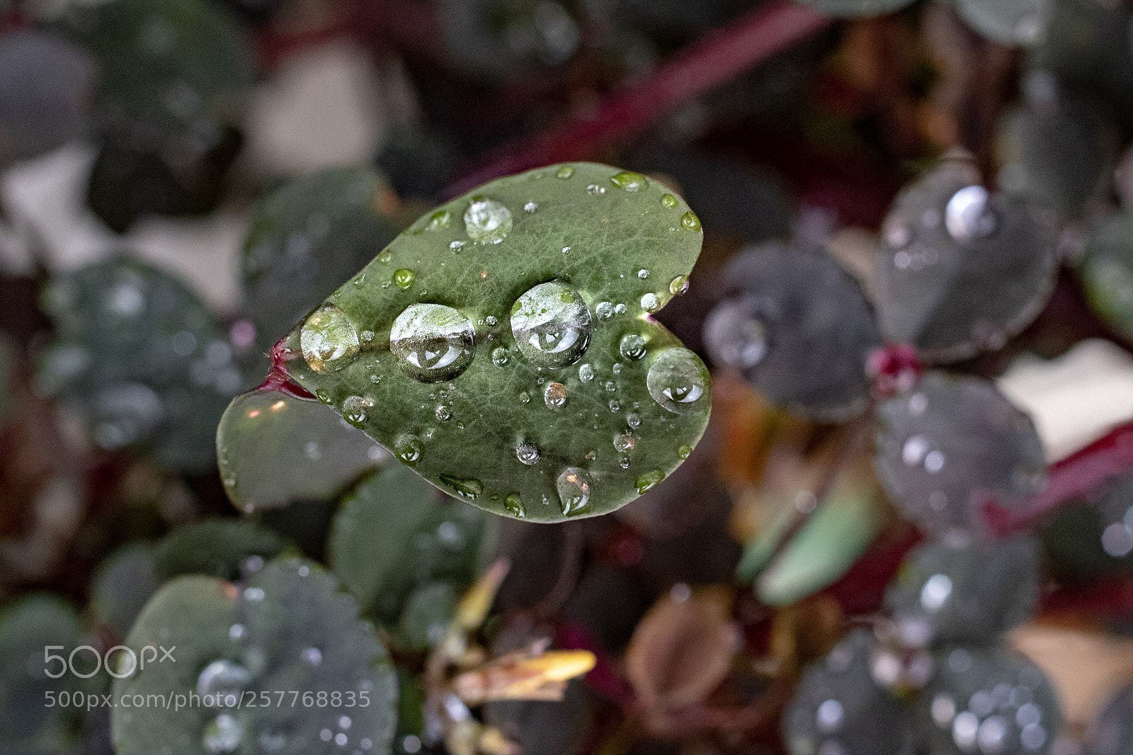 Pentax K-1 sample photo. Suspension photography