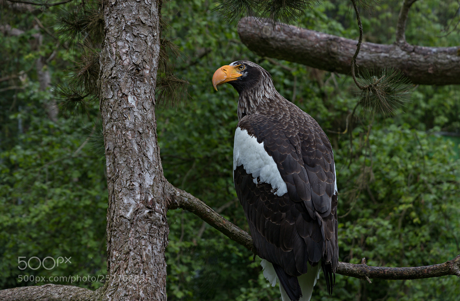 Canon EOS 80D sample photo. Zoo schmiding photography
