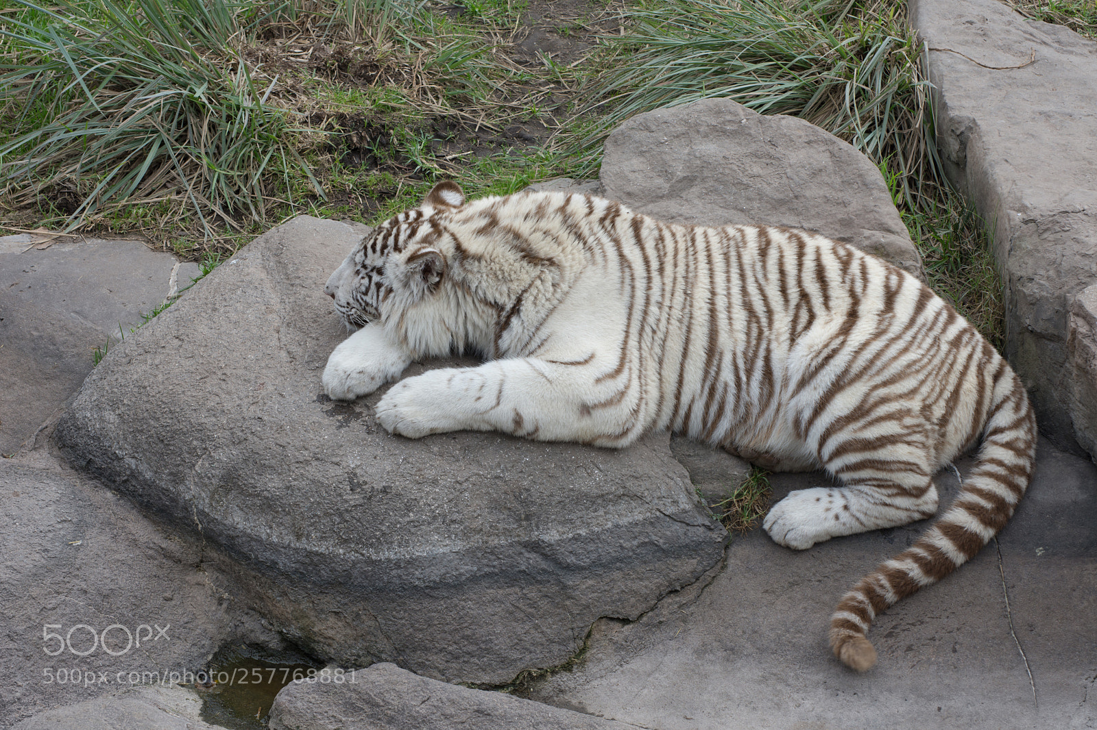 Nikon D7200 sample photo. Temaiken photography