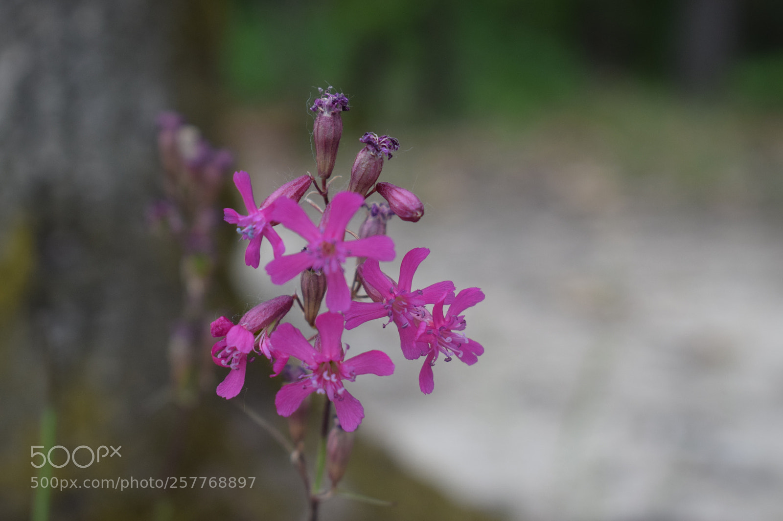 Nikon D5300 sample photo. Wildflower photography