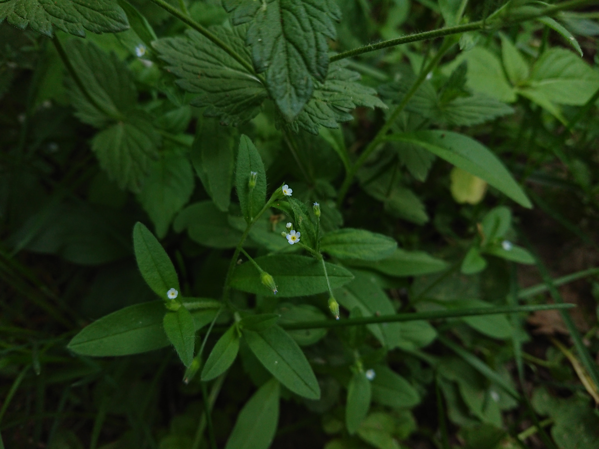 Sony Xperia XZ1 Compact sample photo
