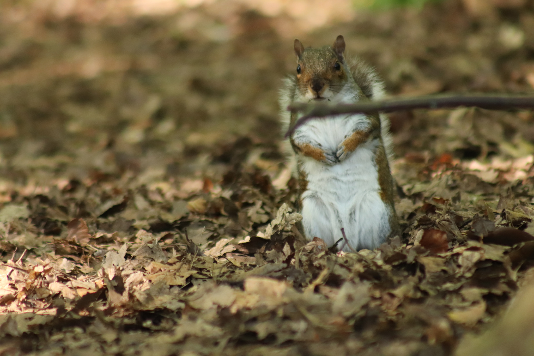 Canon EF 75-300mm f/4-5.6 sample photo. Img photography