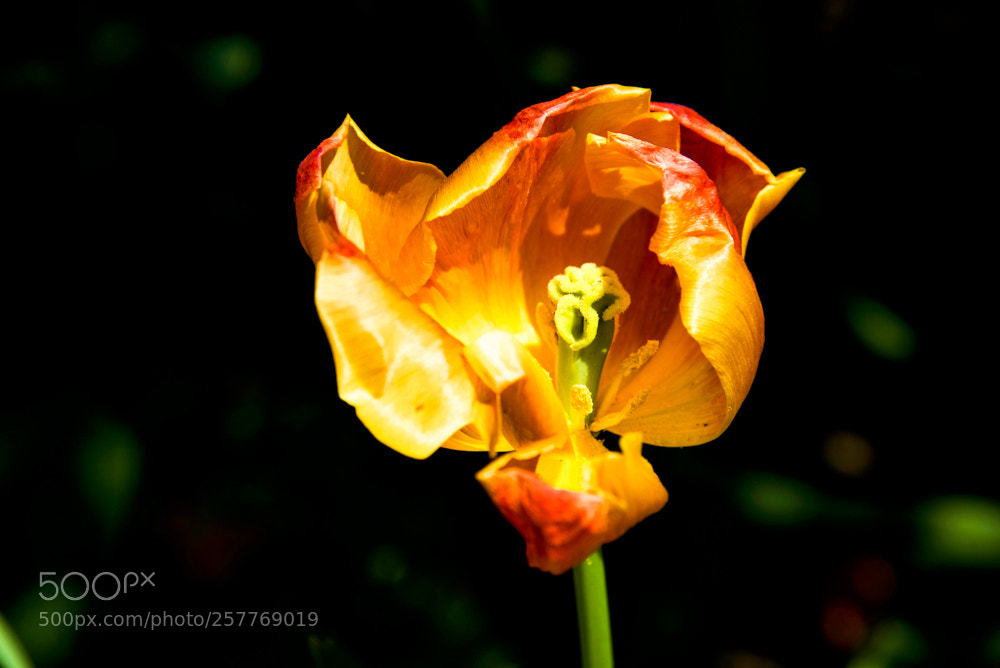 Nikon D750 sample photo. Tulip in bloom photography