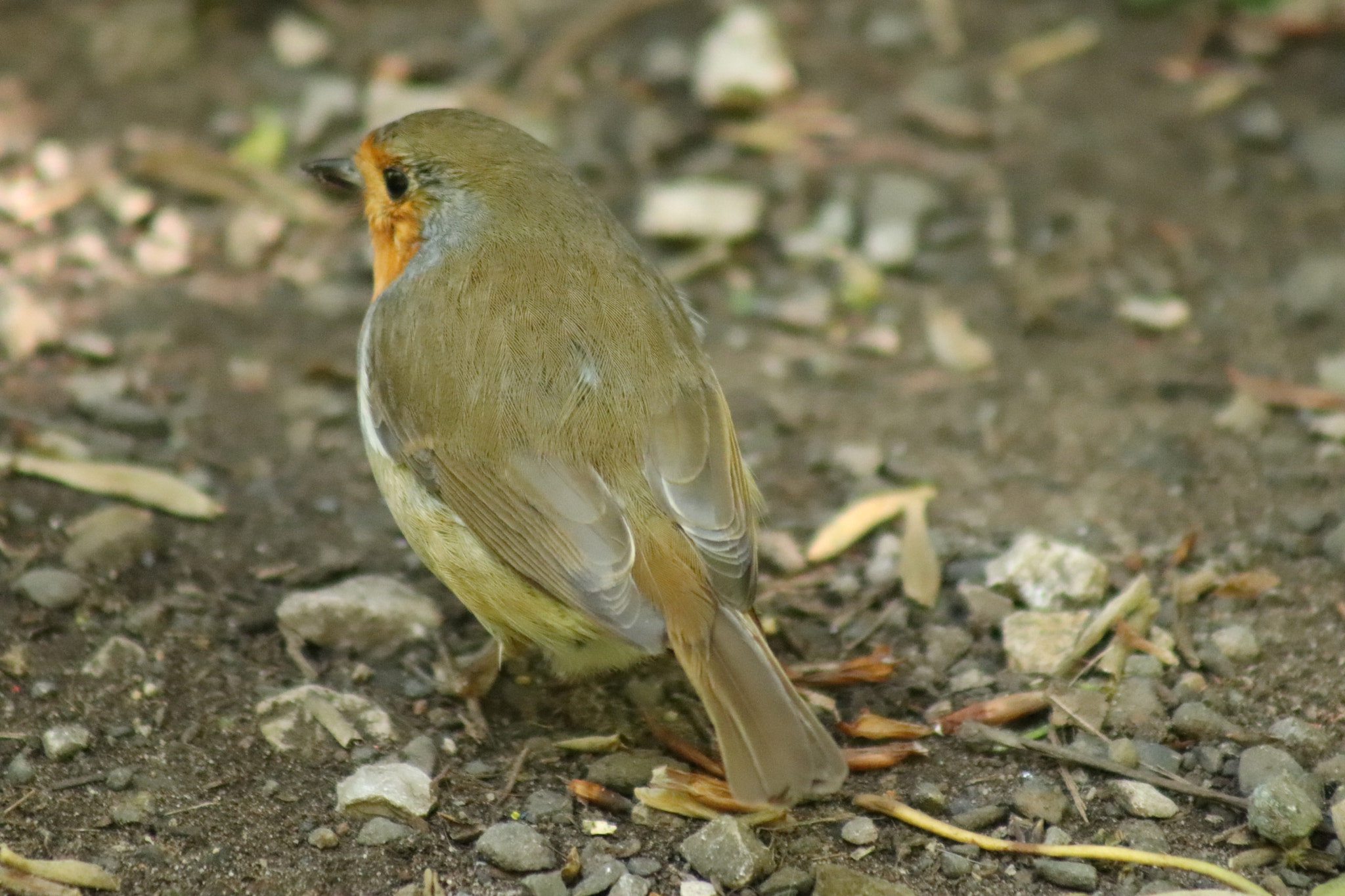 Canon EF 75-300mm f/4-5.6 sample photo. Img photography