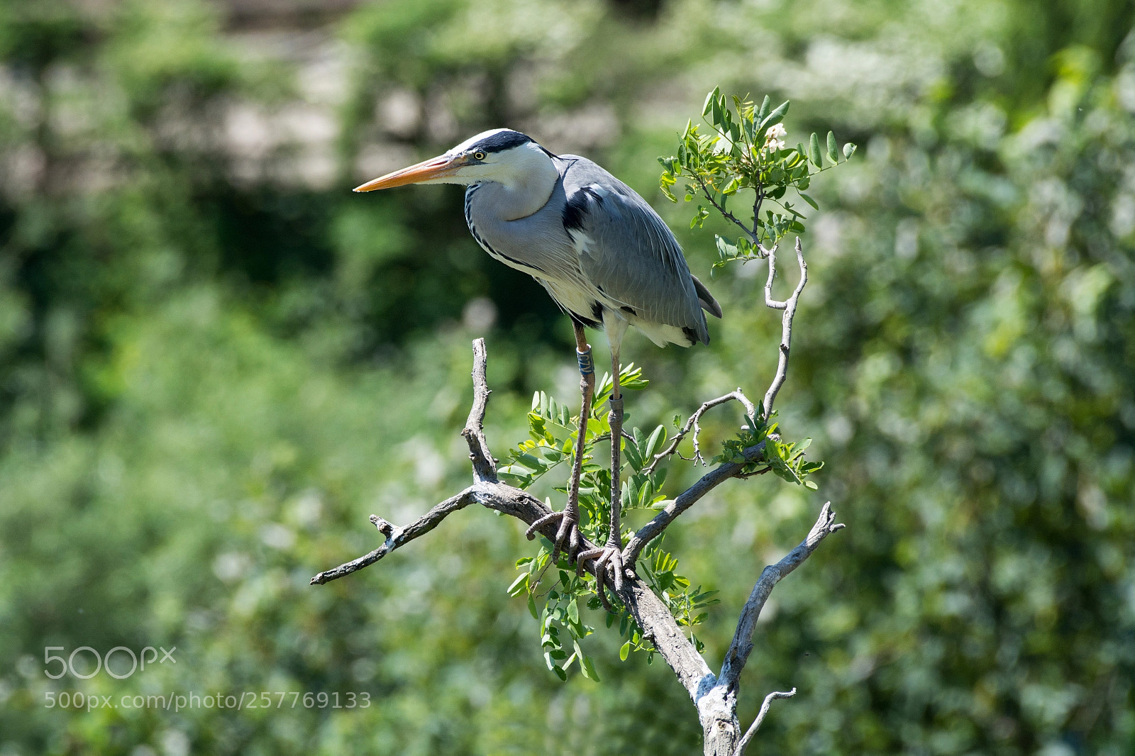 Nikon D7100 sample photo. Heron photography