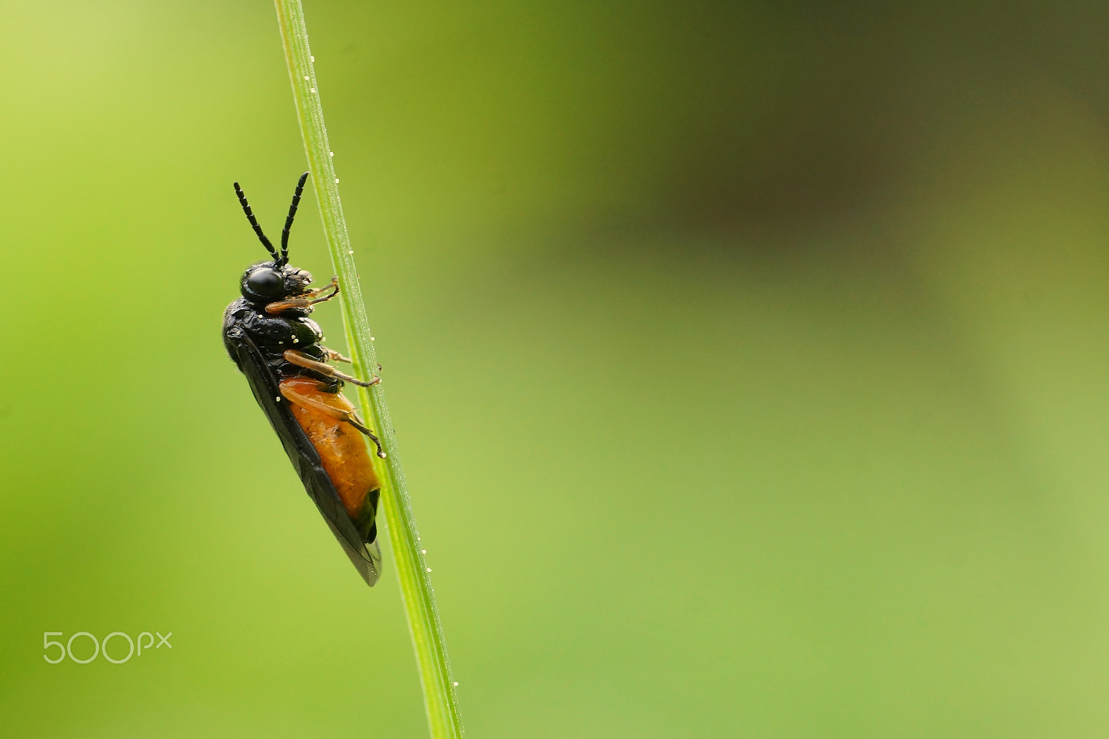 Sony SLT-A77 + Sigma 70mm F2.8 EX DG Macro sample photo. Over hanging photography