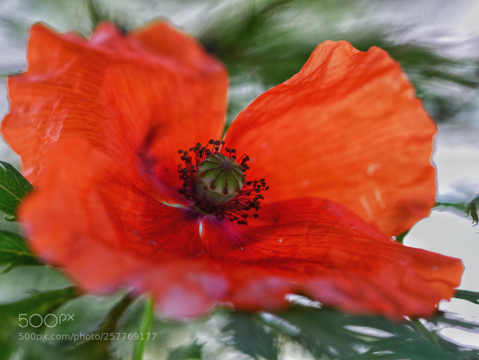 Panasonic Lumix DMC-GX85 (Lumix DMC-GX80 / Lumix DMC-GX7 Mark II) sample photo. Poppy art... photography