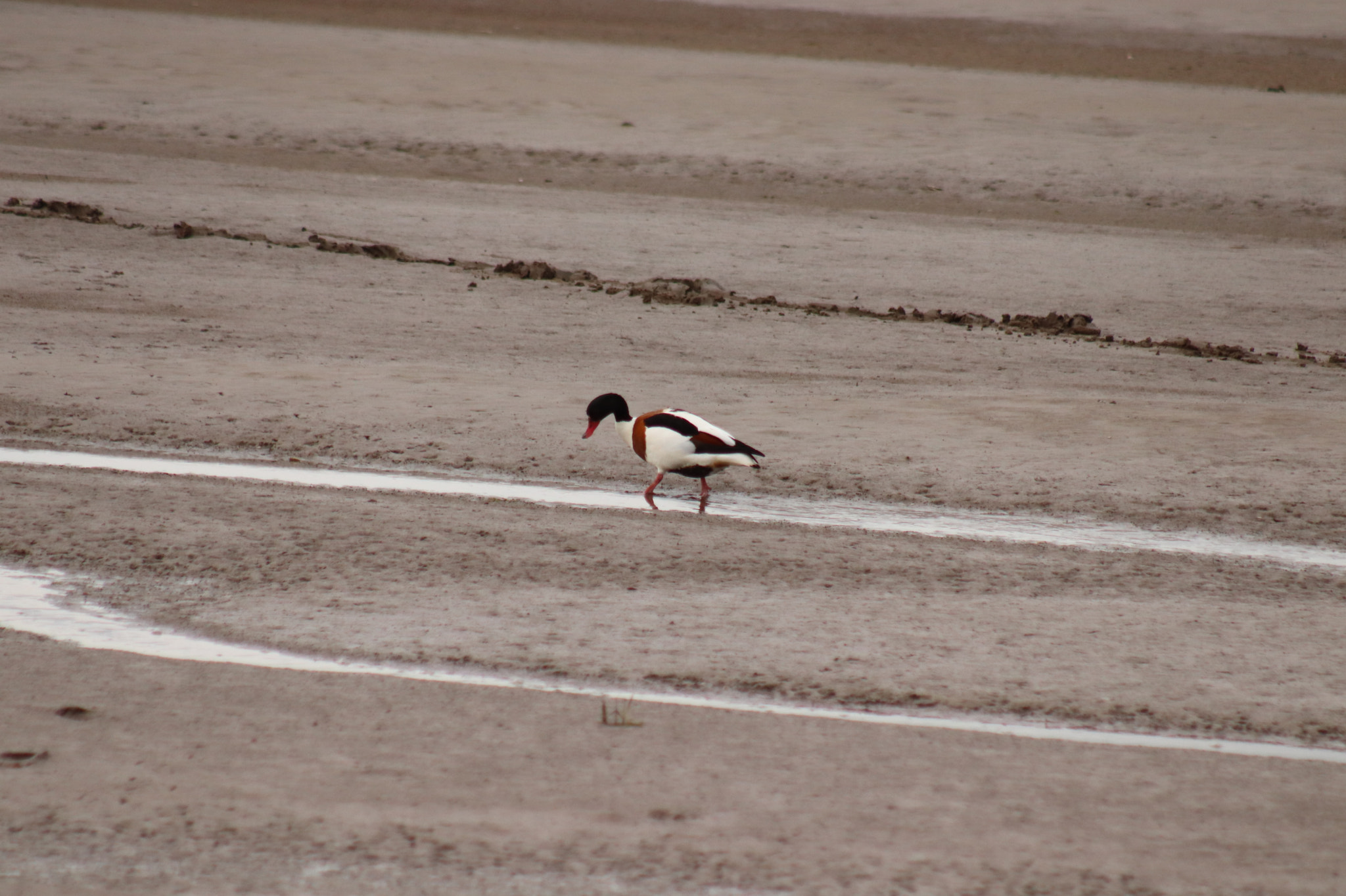 Canon EF 75-300mm f/4-5.6 sample photo. Img photography