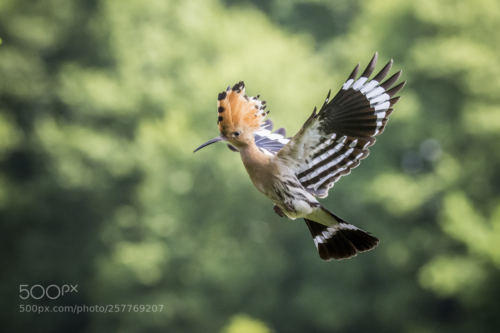 Nikon D7200 sample photo. Eurasian hoopoe - b photography