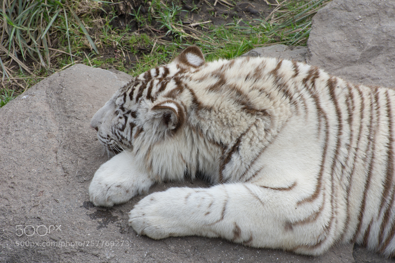 Nikon D7200 sample photo. Temaiken photography