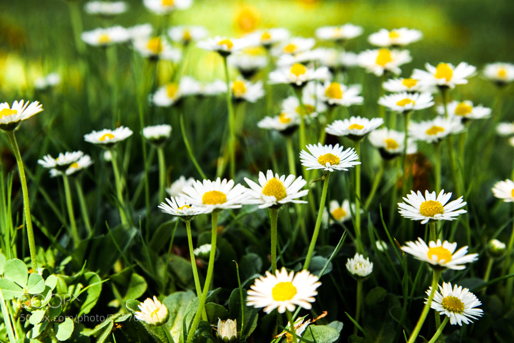 Nikon D750 sample photo. Daisy in bloom photography