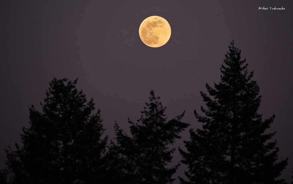 Sigma 18-250mm F3.5-6.3 DC OS HSM sample photo. Moonrise photography