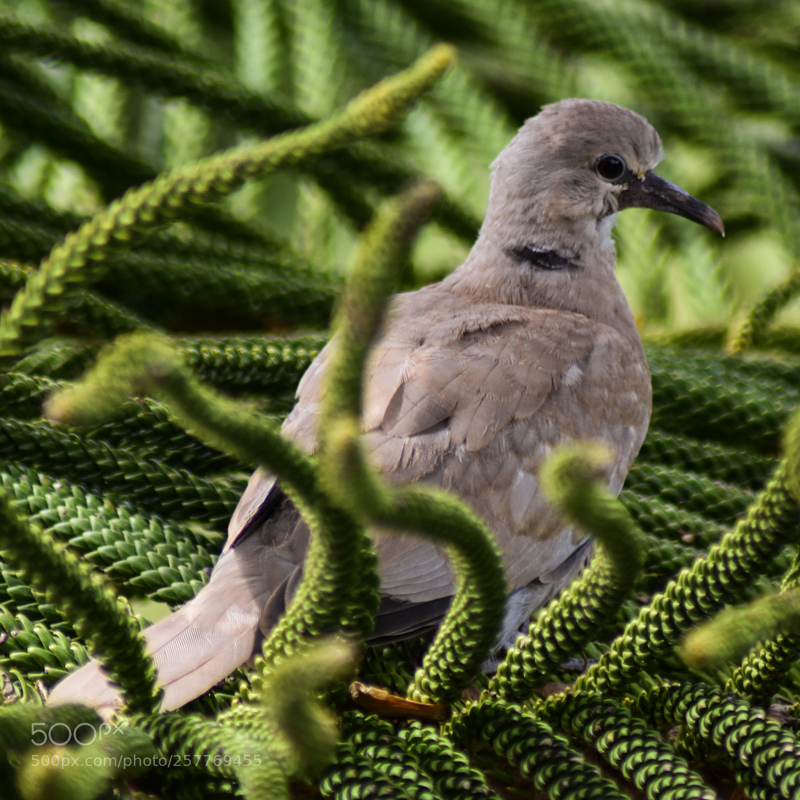Nikon D3400 sample photo. Pigeon photography