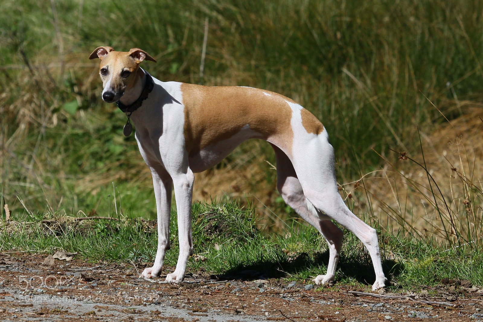 Canon EOS 50D sample photo. Whippet photography