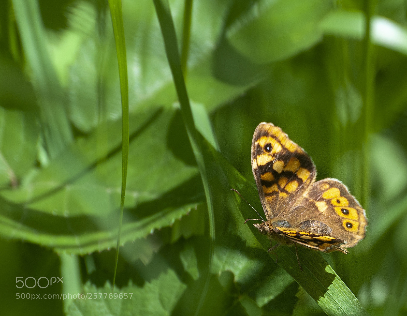 Nikon D300 sample photo. Pararge aegeria.speckled wood butterfly photography