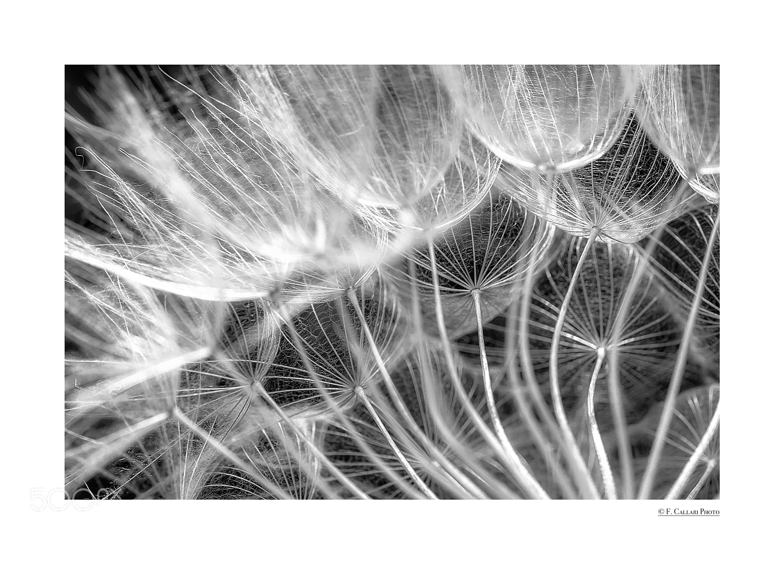 Nikon D5000 sample photo. Soffione photography