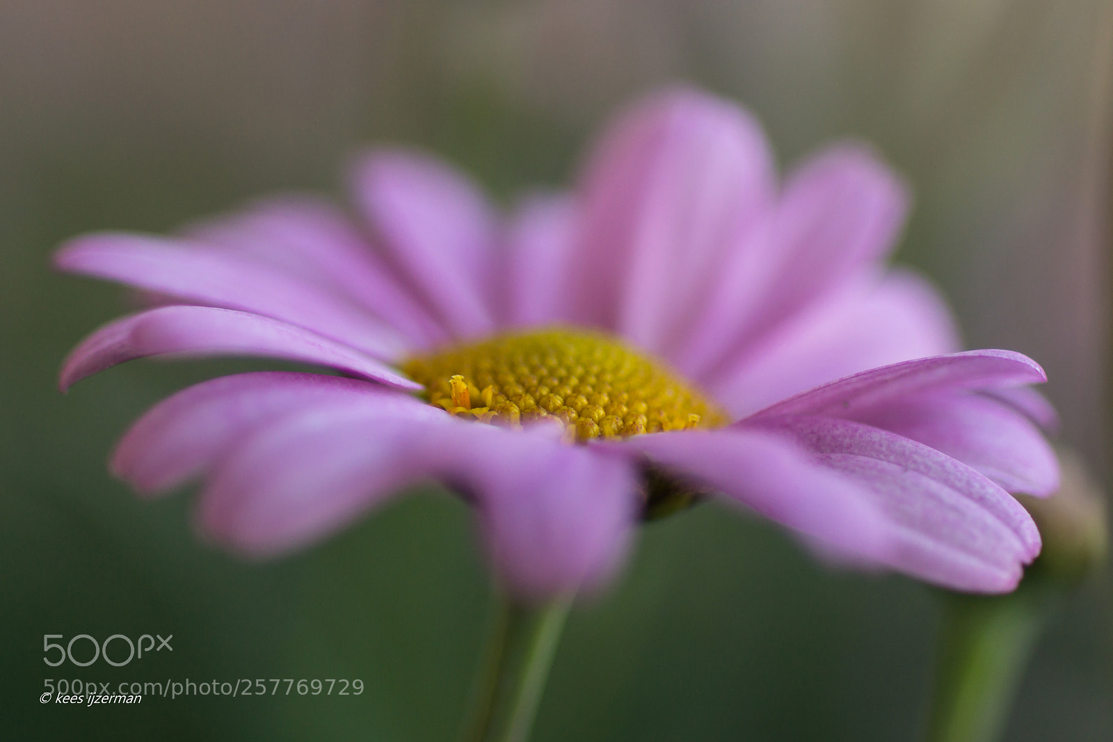 Sony SLT-A77 sample photo. Daisy. photography