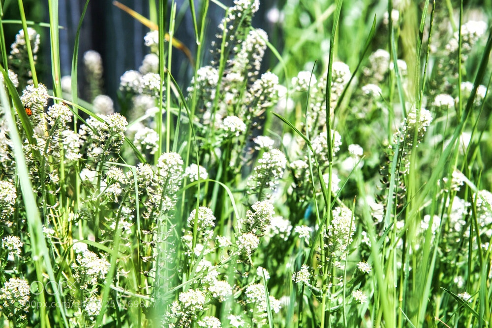 Nikon D750 sample photo. Greenness photography