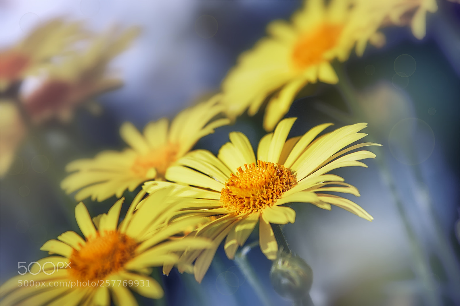Canon EOS 7D Mark II sample photo. Yellow flowers background photography
