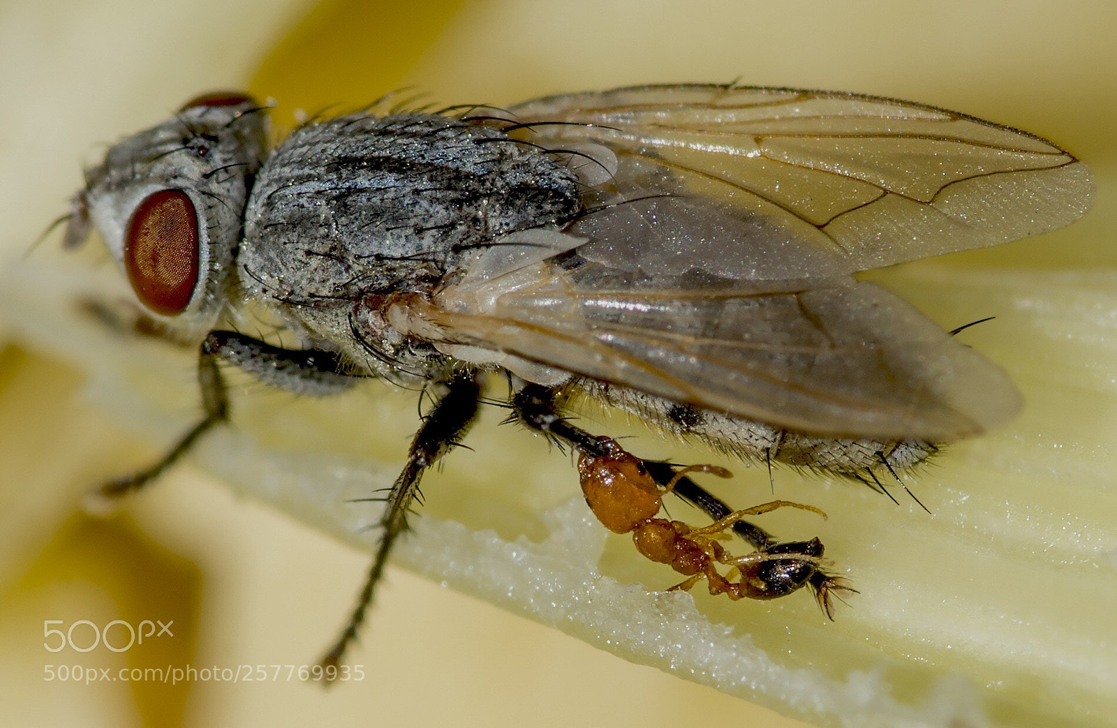 Nikon D800 sample photo. Little indian ant vs photography