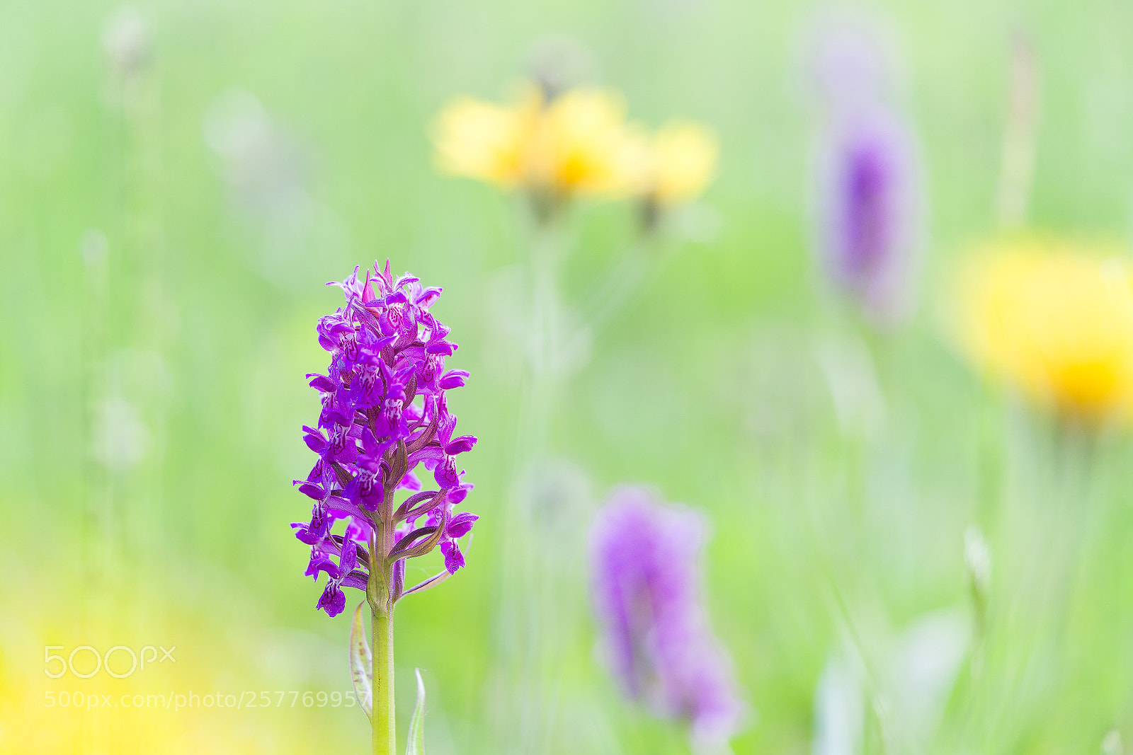 Sony a7R II sample photo. Knabenkraut photography